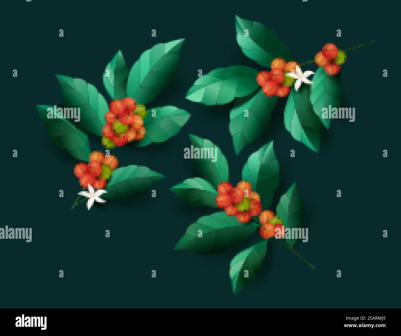 Cerises de café mûres avec des feuilles Illustration de Vecteur Cerises de café mûres avec des feuilles Illustration de Vecteur