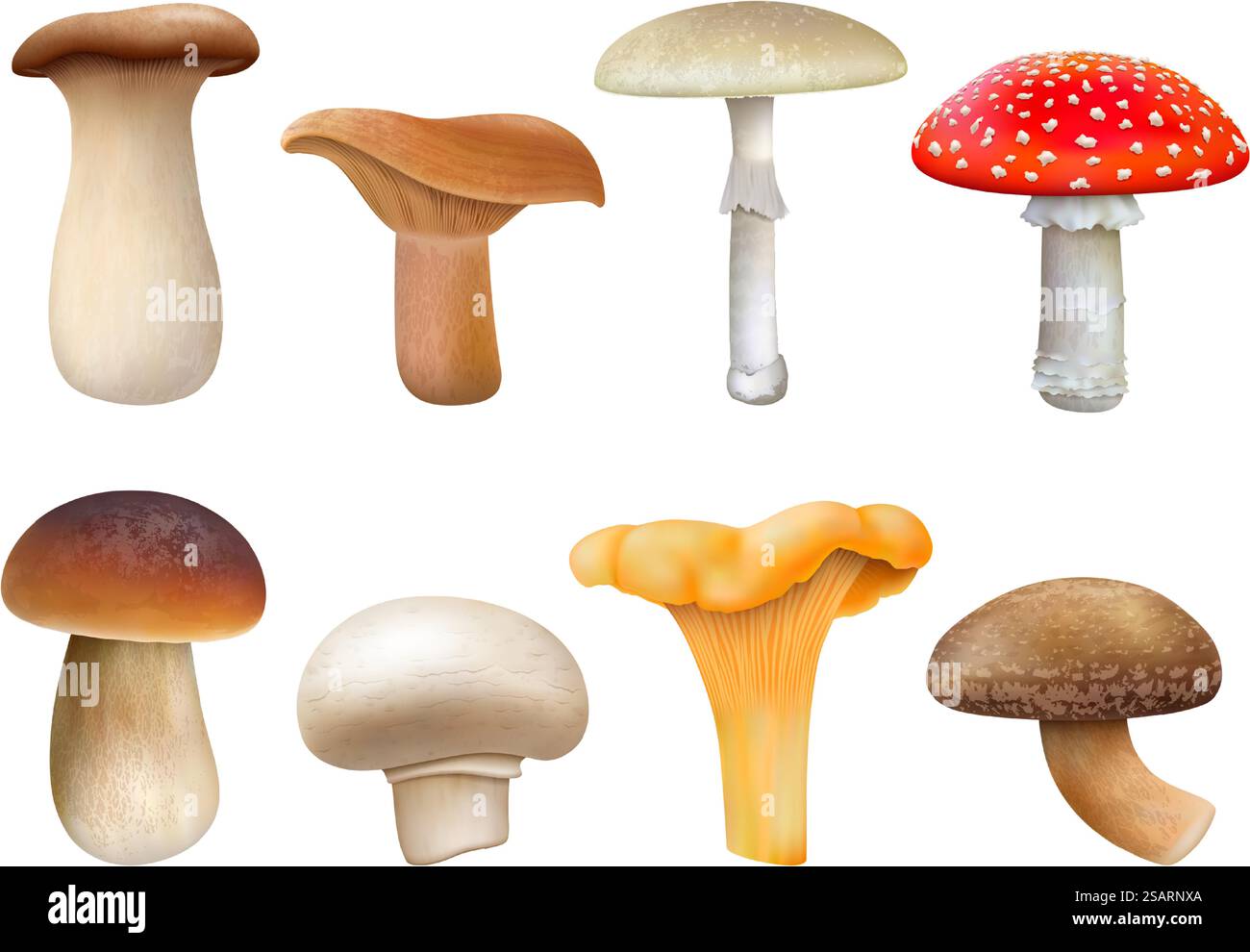 Plantes de champignons comestibles et non comestibles réalistes, agarique à la mouche, chanterelle, niscalo. Champignon, chanterelle dorée et ensemble d'illustration vectorielle de trompette roi. Plantes de champignons, repas de saison de la forêt. Plantes de champignons comestibles et non comestibles réalistes, agarique à la mouche, chanterelle, niscalo. Champignon, chanterelle dorée et ensemble d'illustration vectorielle de trompette roi. Plants de champignons Illustration de Vecteur