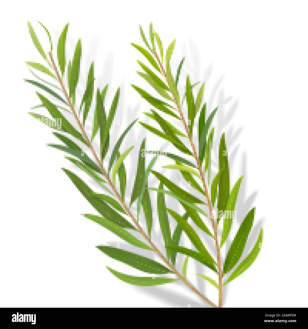 Ensemble de feuilles d'arbre à thé Illustration de Vecteur