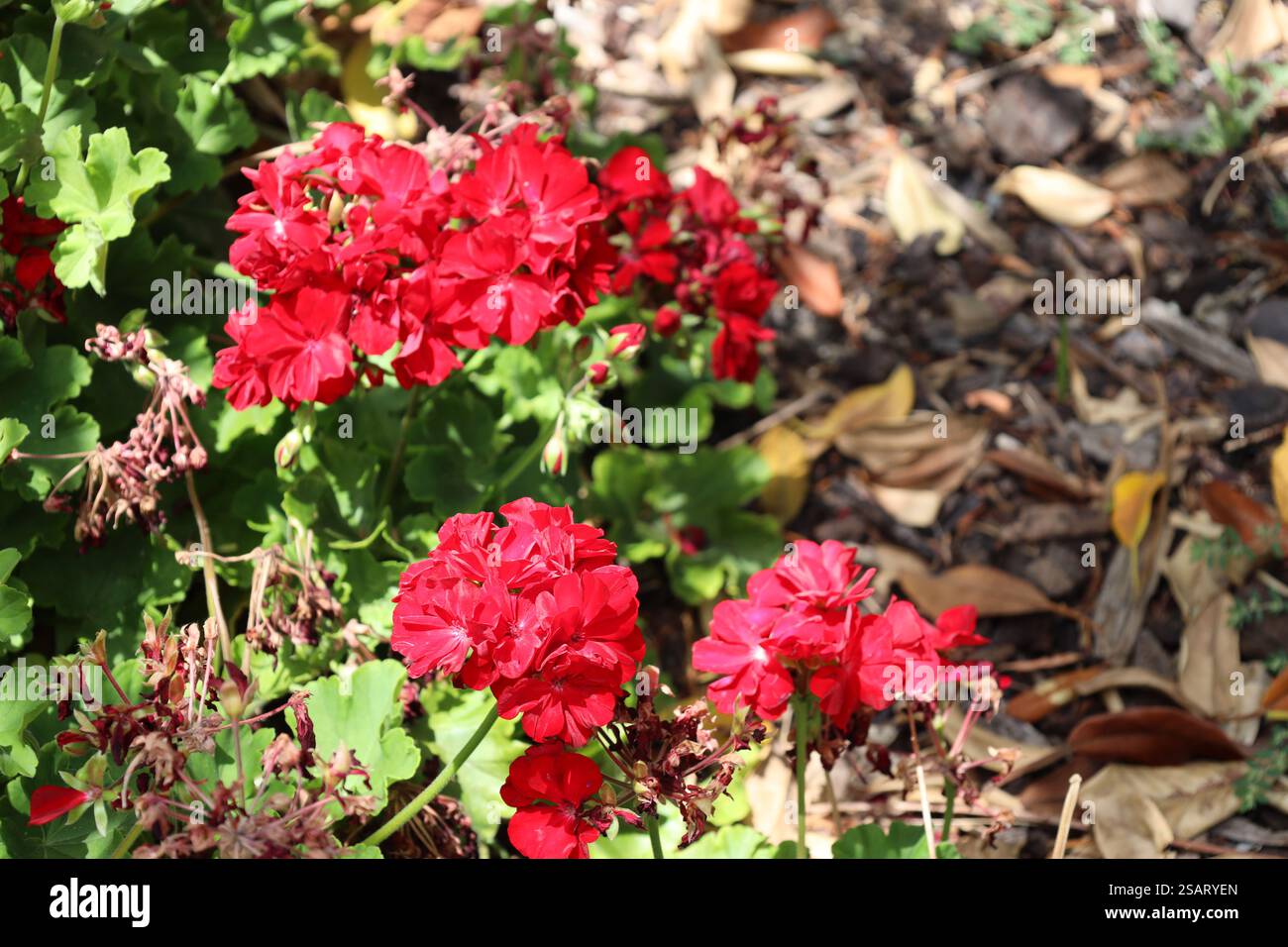 gros plan de fleurs rouges vives au soleil Banque D'Images
