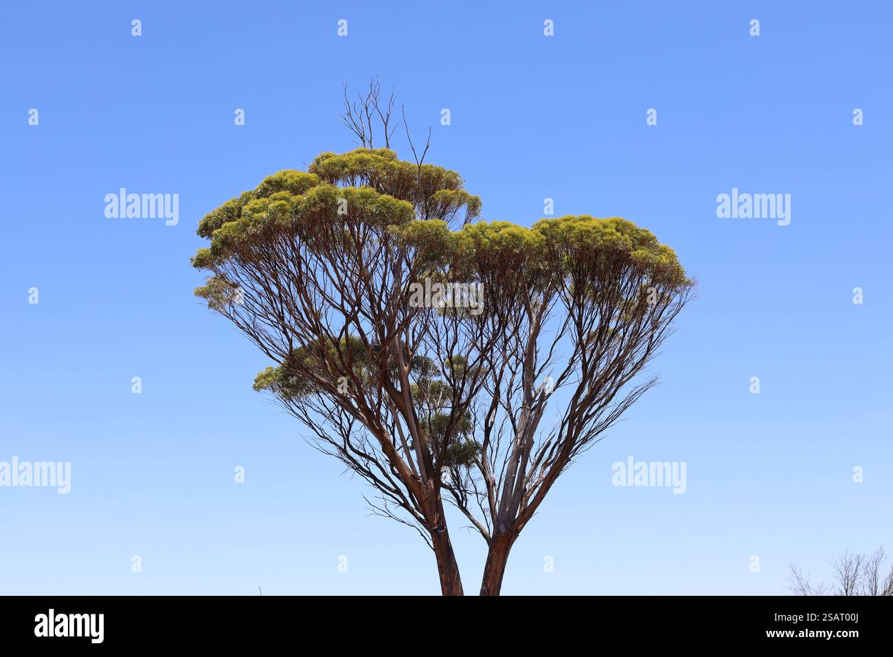 les cimes d'arbres vertes luxuriantes sur des tiges élancées atteignent des sommets sous un ciel bleu sans nuages Banque D'Images