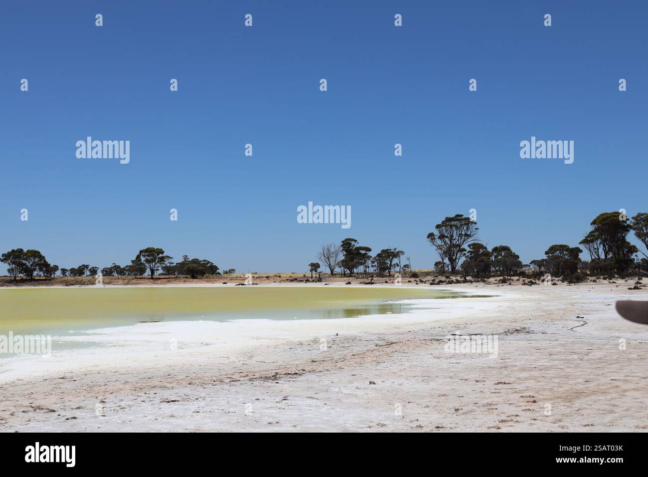 paysage lac désertique alcalin verdâtre avec plage de sel blanc mélangé avec du sable et des arbres verts au-delà sous ciel bleu profond sans nuages Banque D'Images