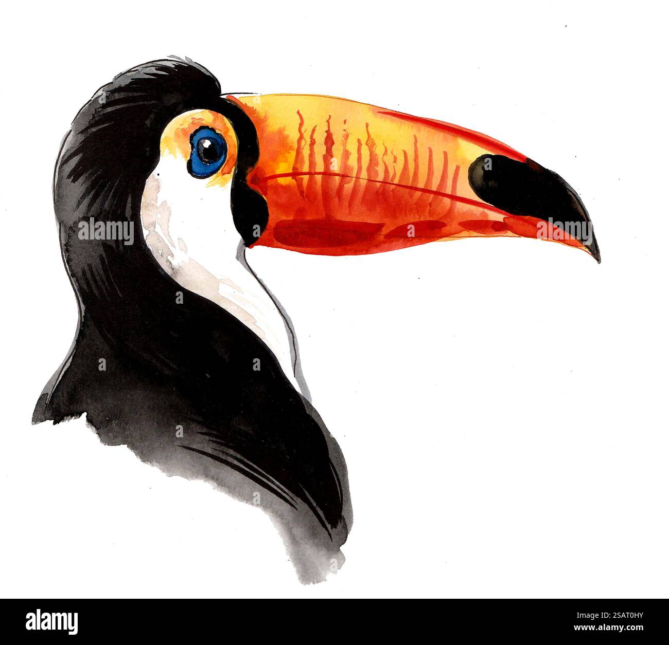 Tête d'oiseau toucan. Illustration d'aquarelle dessinée à la main Banque D'Images