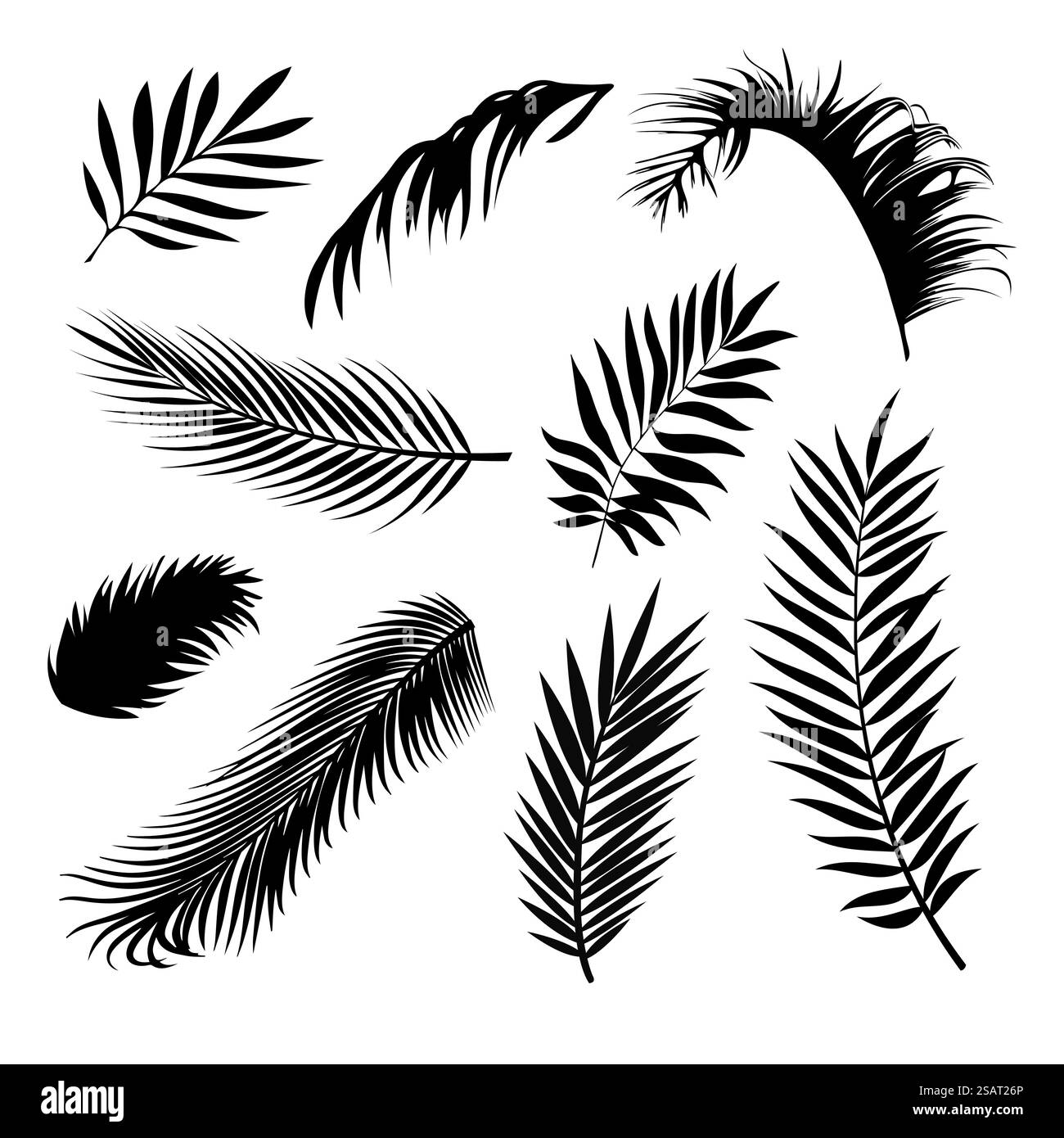 Feuilles de palmier illustration de fond de vecteur EPS10. Ensemble de silhouettes réalistes de feuilles de palmier. Formes de couleur noire isolées sur fond blanc. Collection de plantes de forêt tropicale. Illustration de Vecteur Feuilles de palmier illustration de fond de vecteur EPS10. Ensemble de silhouettes réalistes de feuilles de palmier. Formes de couleur noire isolées sur fond blanc. Collection de plantes de forêt tropicale. Illustration de Vecteur