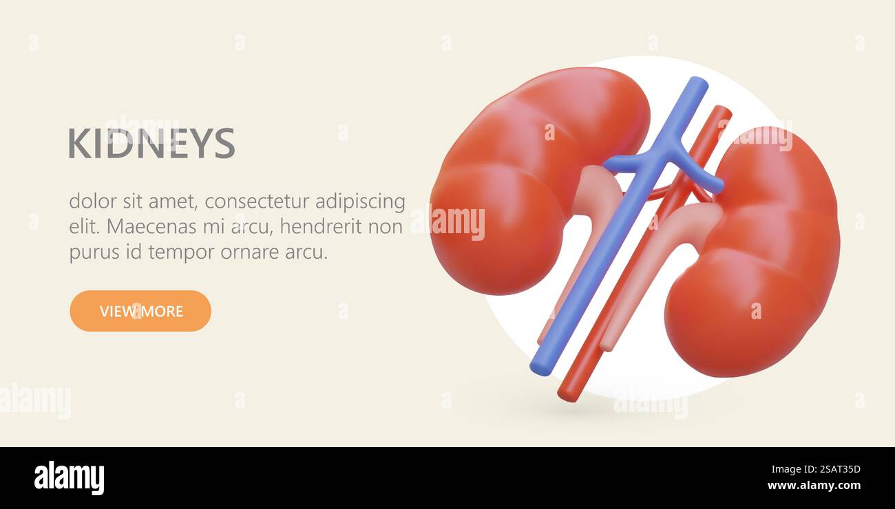 Reins réalistes avec veines sur les artères. Organes internes de l'appareil génito-urinaire humain. Services de néphrologue. Transplantation d'organes. Modèle pour la publicité sur Internet avec texte et bouton. Reins réalistes avec veines sur les artères. Organes internes de l'appareil génito-urinaire humain Illustration de Vecteur Reins réalistes avec veines sur les artères. Organes internes de l'appareil génito-urinaire humain. Services de néphrologue. Transplantation d'organes. Modèle pour la publicité sur Internet avec texte et bouton. Reins réalistes avec veines sur les artères. Organes internes de l'appareil génito-urinaire humain Illustration de Vecteur