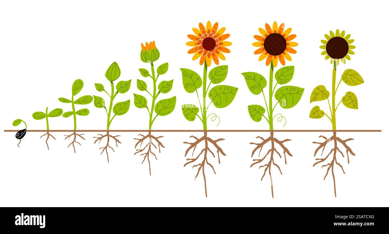 Procédé de croissance du tournesol. Stades de maturation des plantes agricoles de la graine à la floraison et plante fruitière avec système racinaire, pétales jaunes de fleurs de ferme, cycle de culture des oléagineux, concept de vecteur chic. Procédé de croissance du tournesol. Stades de maturation des plantes agricoles de la graine à la floraison et à la plante fruitière, système racinaire, pétales jaunes de fleurs de ferme, cycle de culture des oléagineux. Concept de vecteur chic Illustration de Vecteur