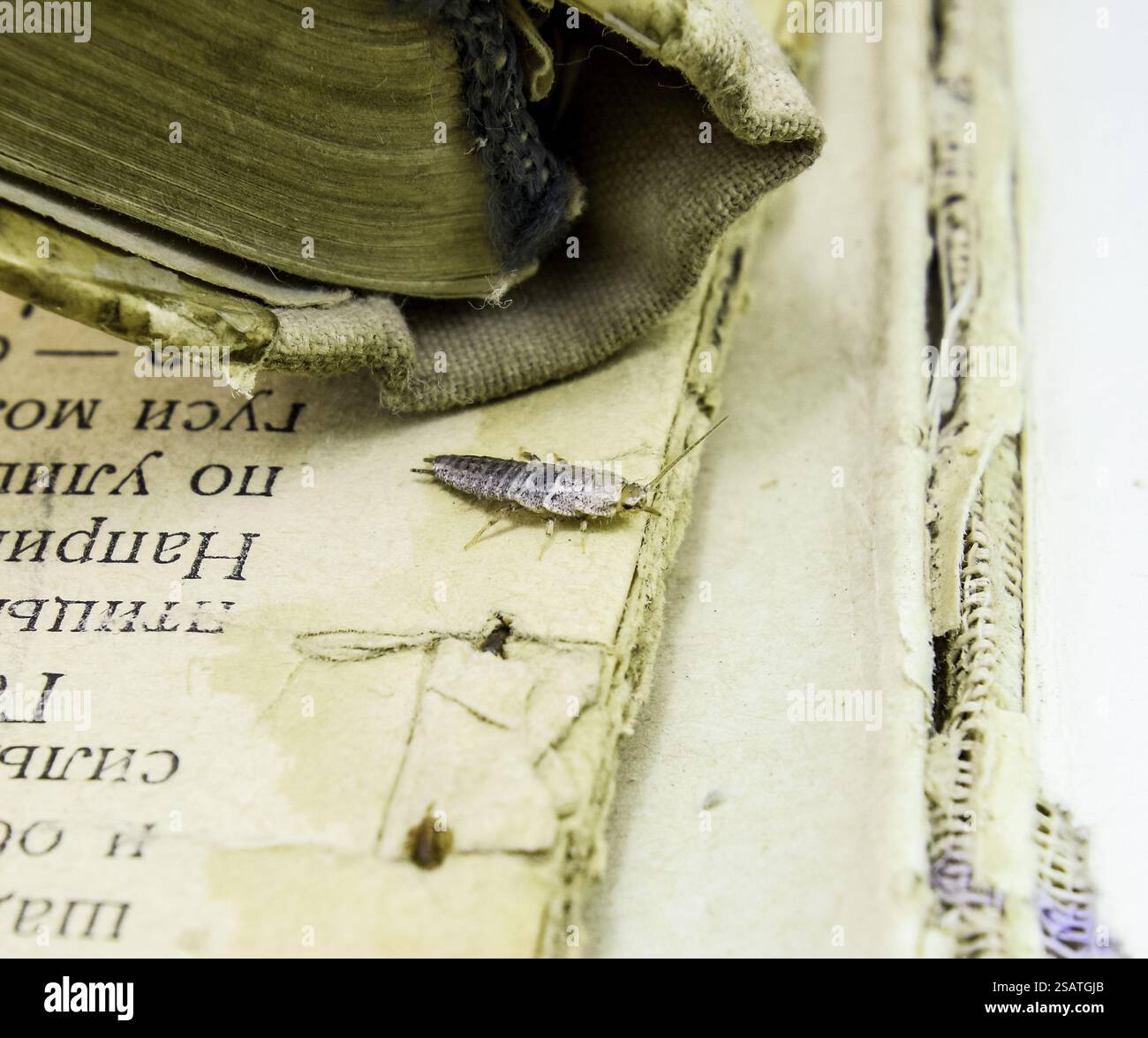 Insecte se nourrissant sur papier, le poisson argenté (Lepisma saccharina). Livres et journaux antiparasitaires Banque D'Images