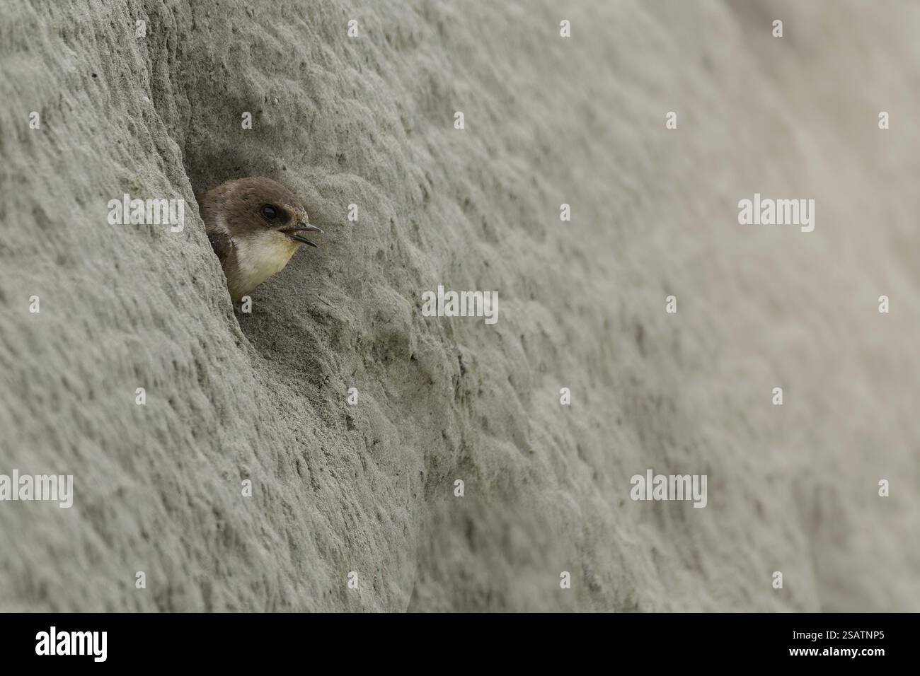 Sand martin (Riparia riparia) faisant escale à la sortie de son tube de reproduction, rive du Rhin, Haut Rhin, Bade-Wuertemberg, Allemagne, Europe Banque D'Images