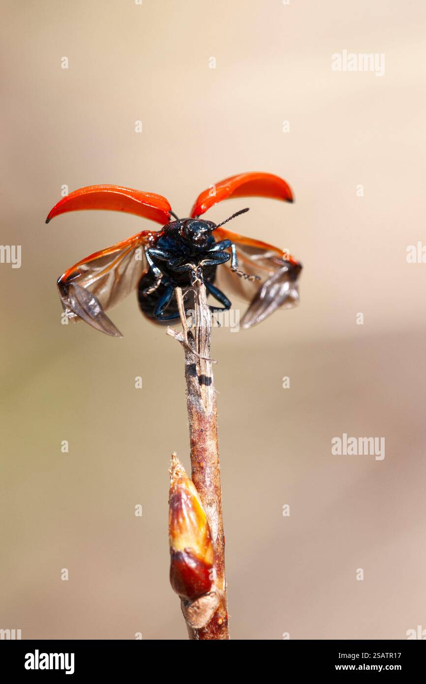 Chrysomela populi à la pointe d'un tir de tremble en action prêt à décoller avec les ailes déployées Banque D'Images