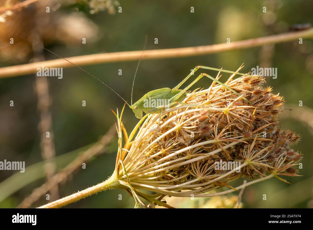 Faucille-cricket du sud - Phaneroptera nana, petit cricet brun et vert des prairies et jardins européens, Zlin, République tchèque. Banque D'Images