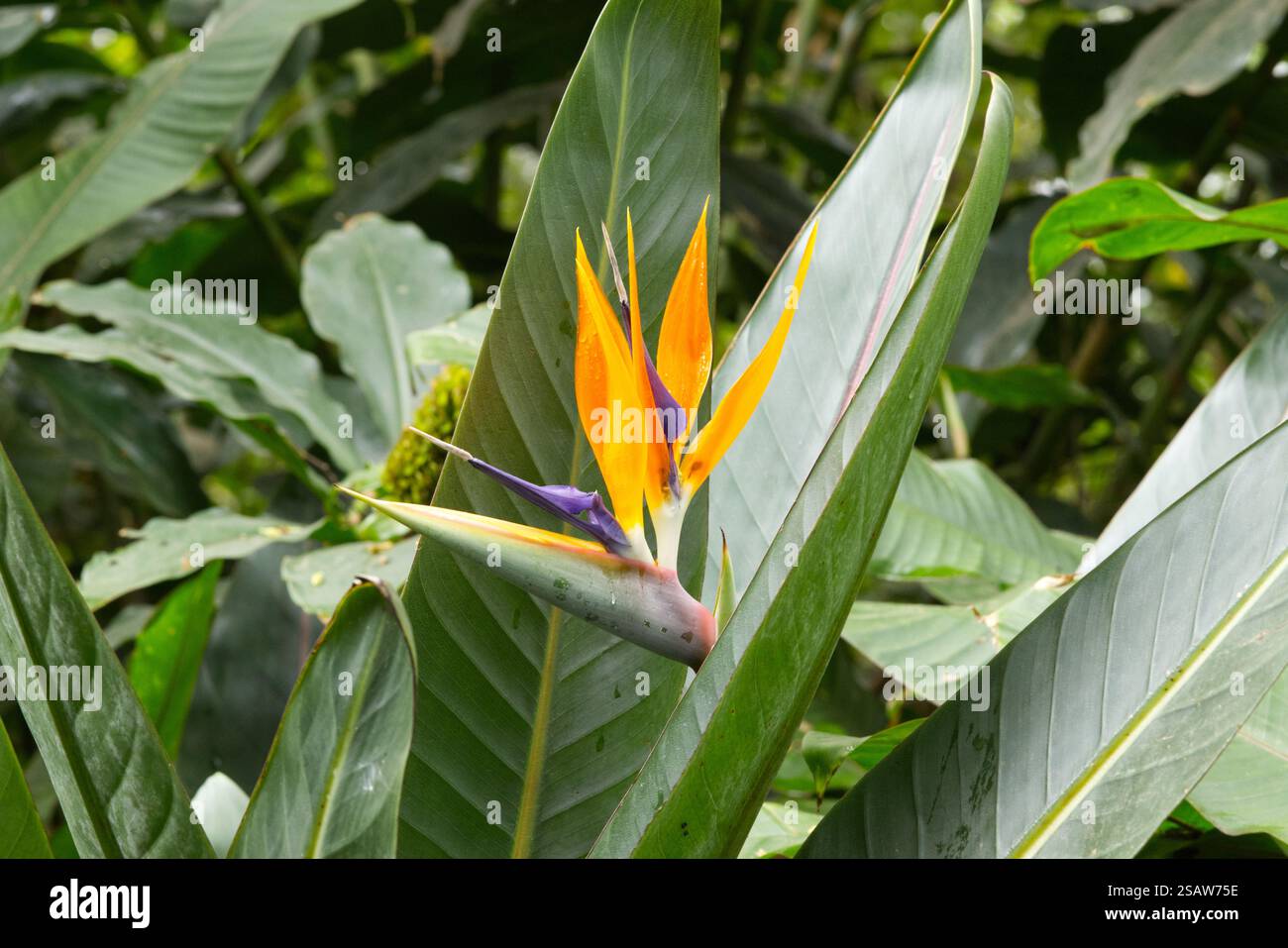 Un oiseau de paradis plante poussant dans un jardin n Arusha, Tanzanie, Afrique Banque D'Images
