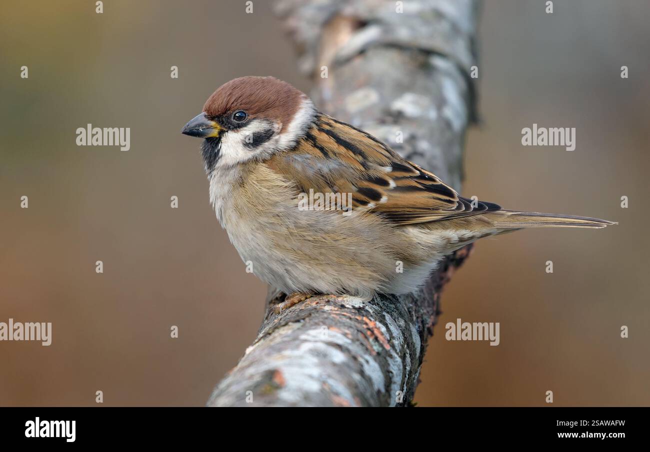 Moineau d'arbre eurasien (passer montanus) perché sur une épaisse branche couverte de lichen dans le jour d'automne terne Banque D'Images