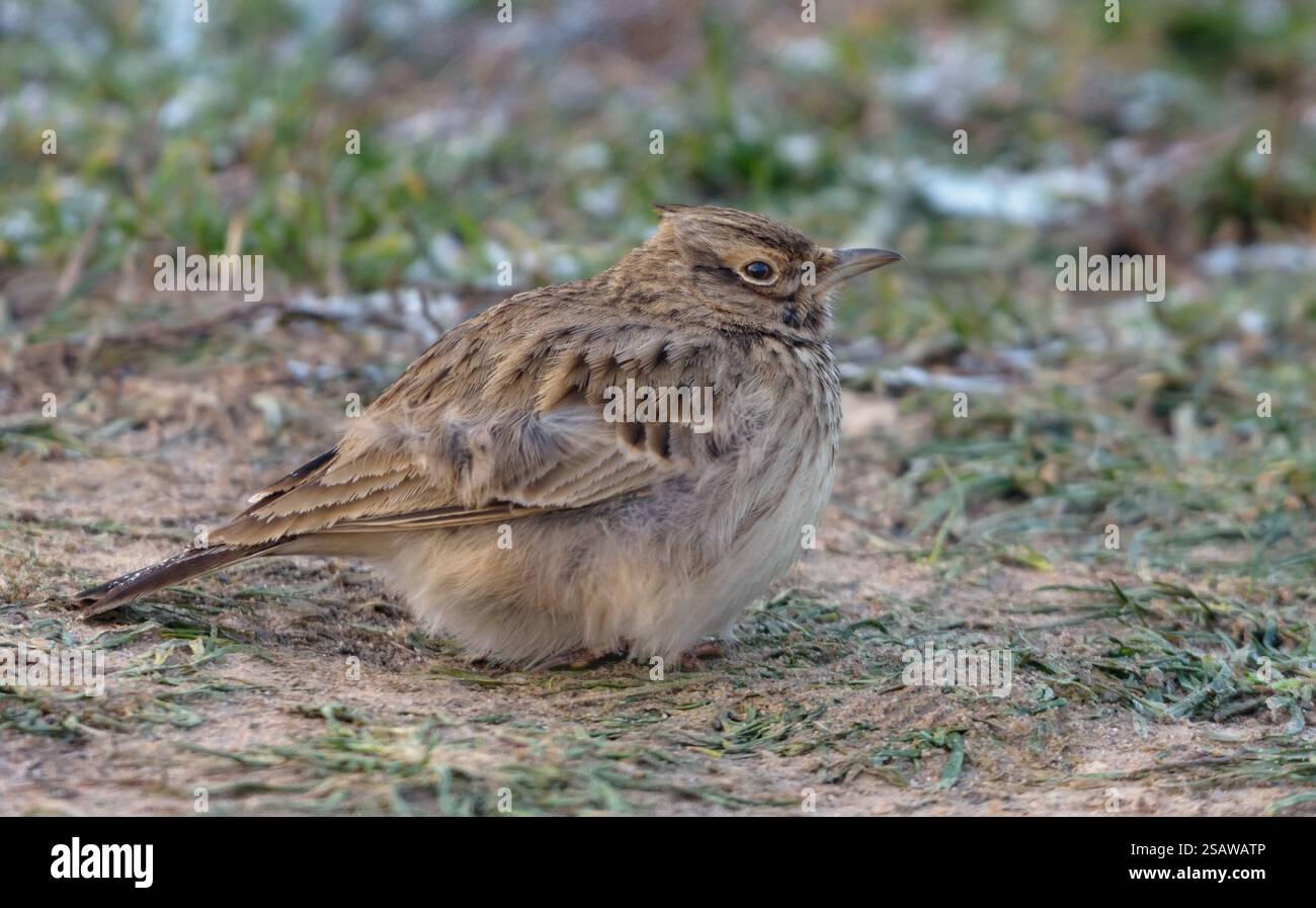 Lark à crête (Galerida cristata) posant sur le désert comme le sol en hiver extrêmement froid Banque D'Images