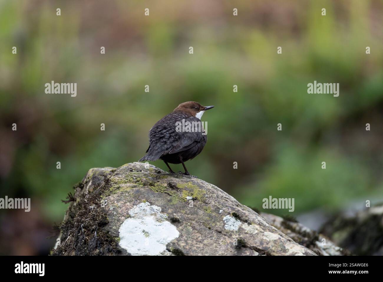 Dipper ; Cinclus cinclus ; River Lyn ; Devon ; UK Banque D'Images