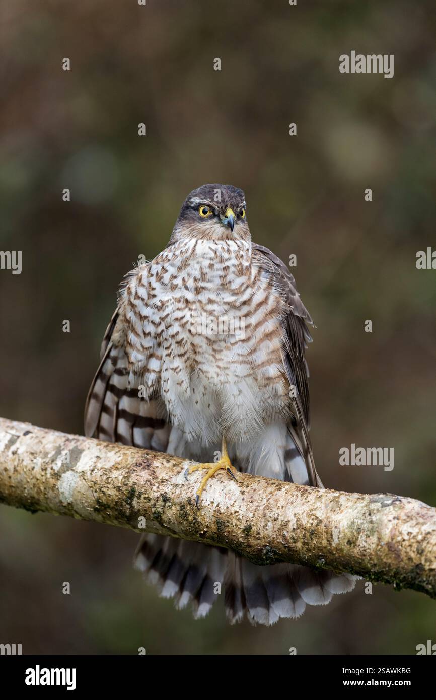 Sparrowhawk ; Accipiter nisus ; jeune homme ; ailes dehors ; debout sur une jambe ; Royaume-Uni Banque D'Images