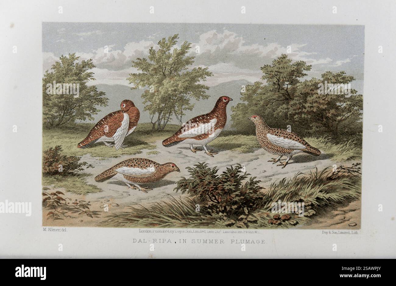 Dal-Ripa in Summer plumage [tétras de saule (Lagopus lagopus)] from the gibier à plumes et volaille sauvage of Sweden and Norway : with an account of the Seals and Saled-water fish of These countries by Lloyd, L. (Llewelyn) Publisher London : Frederick Warne 1867 Banque D'Images