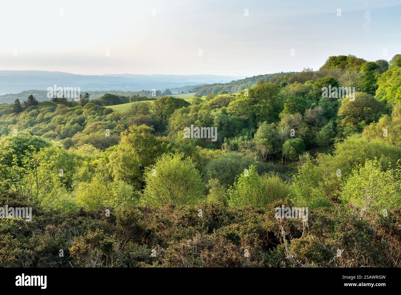 Dartmoor ; surplombant Yarner Wood ; Devon ; Royaume-Uni Banque D'Images