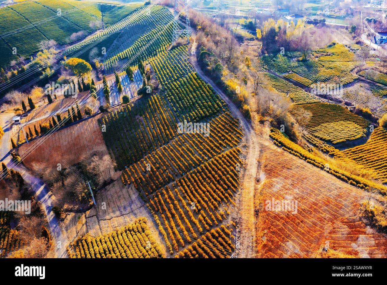 LIYANG, CHINE - JAUNUARY 29, 2025 - les arbres à thé vert dans la ville de Tianmuhu dans la ville de Liyang, province du Jiangsu, Chine, 29 janvier 2025. Banque D'Images