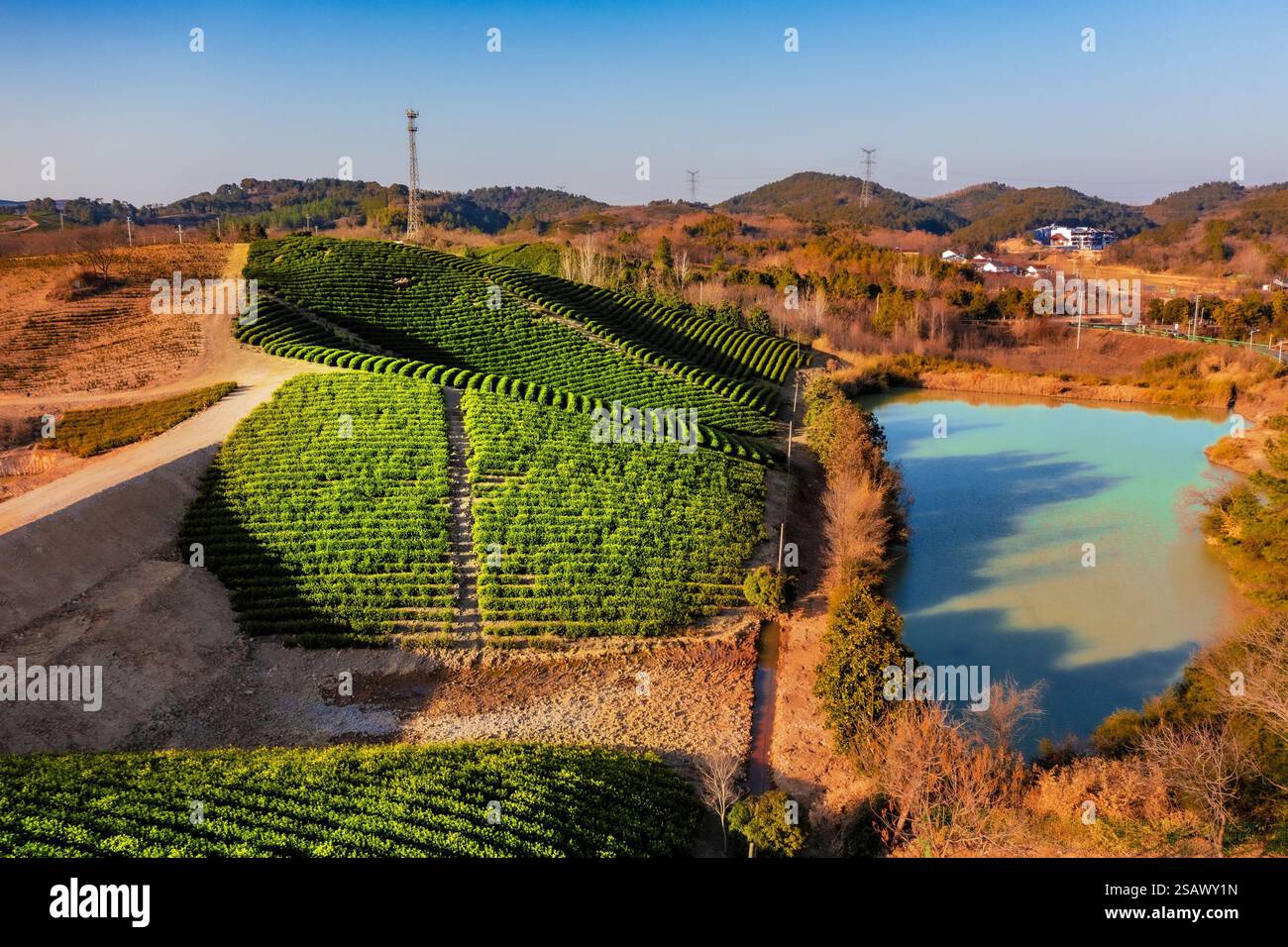 LIYANG, CHINE - JAUNUARY 29, 2025 - les arbres à thé vert dans la ville de Tianmuhu dans la ville de Liyang, province du Jiangsu, Chine, 29 janvier 2025. Banque D'Images