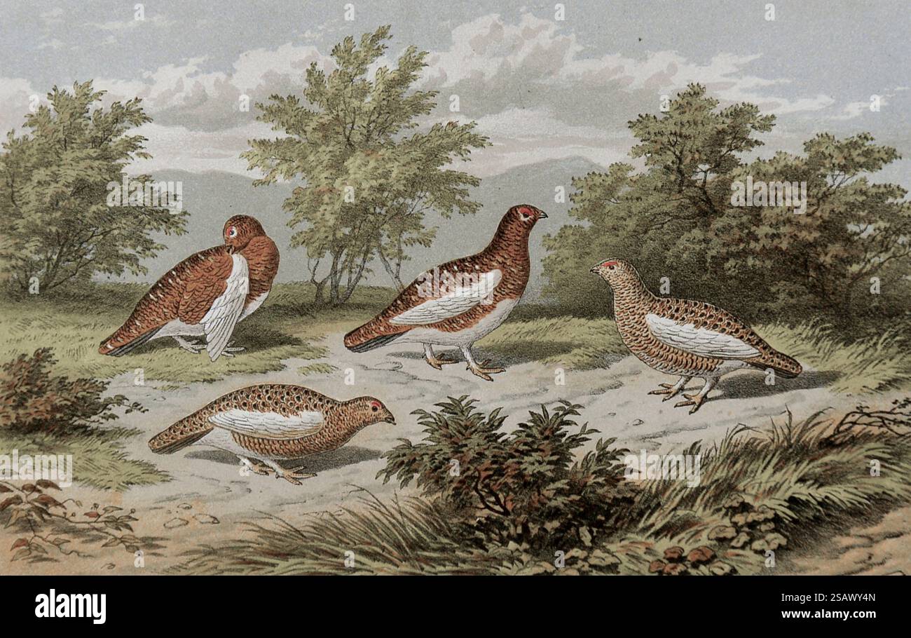 Dal-Ripa in Summer plumage [tétras de saule (Lagopus lagopus)] from the gibier à plumes et volaille sauvage of Sweden and Norway : with an account of the Seals and Saled-water fish of These countries by Lloyd, L. (Llewelyn) Publisher London : Frederick Warne 1867 Banque D'Images