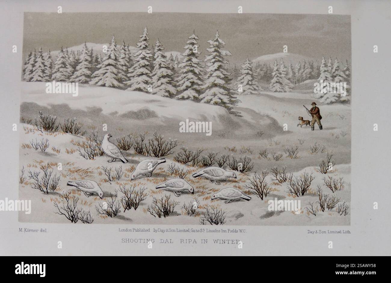 Abattage de Dal-Ripa [tétras de saule (Lagopus lagopus)] en hiver à partir du gibier à plumes et de la volaille sauvage de Suède et de Norvège : ainsi qu'un compte rendu des phoques et des poissons d'eau salée de ces pays par Lloyd, L. (Llewelyn) Éditeur Londres : Frederick Warne 1867 Banque D'Images
