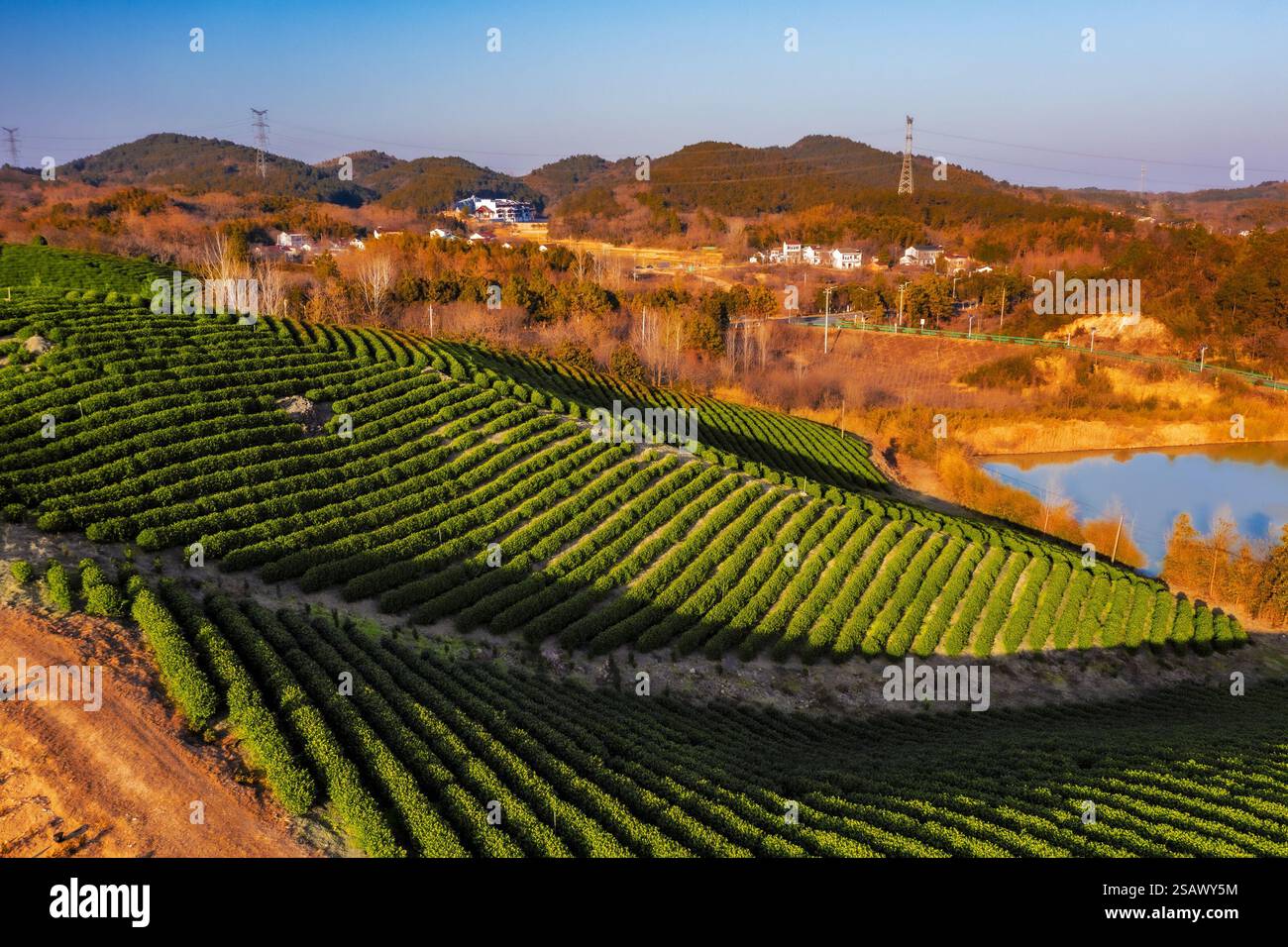 LIYANG, CHINE - JAUNUARY 29, 2025 - les arbres à thé vert dans la ville de Tianmuhu dans la ville de Liyang, province du Jiangsu, Chine, 29 janvier 2025. Banque D'Images