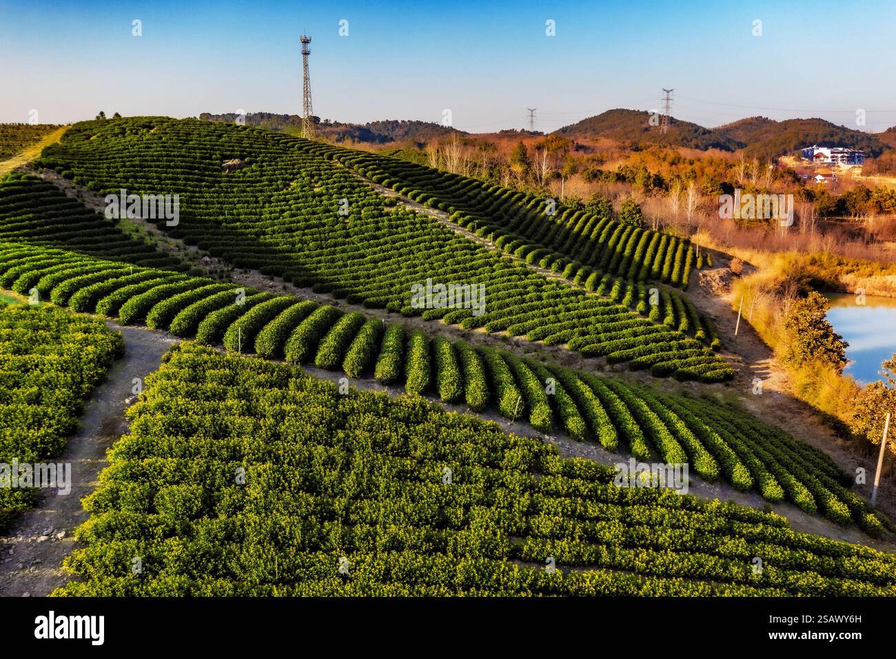 LIYANG, CHINE - JAUNUARY 29, 2025 - les arbres à thé vert dans la ville de Tianmuhu dans la ville de Liyang, province du Jiangsu, Chine, 29 janvier 2025. Banque D'Images