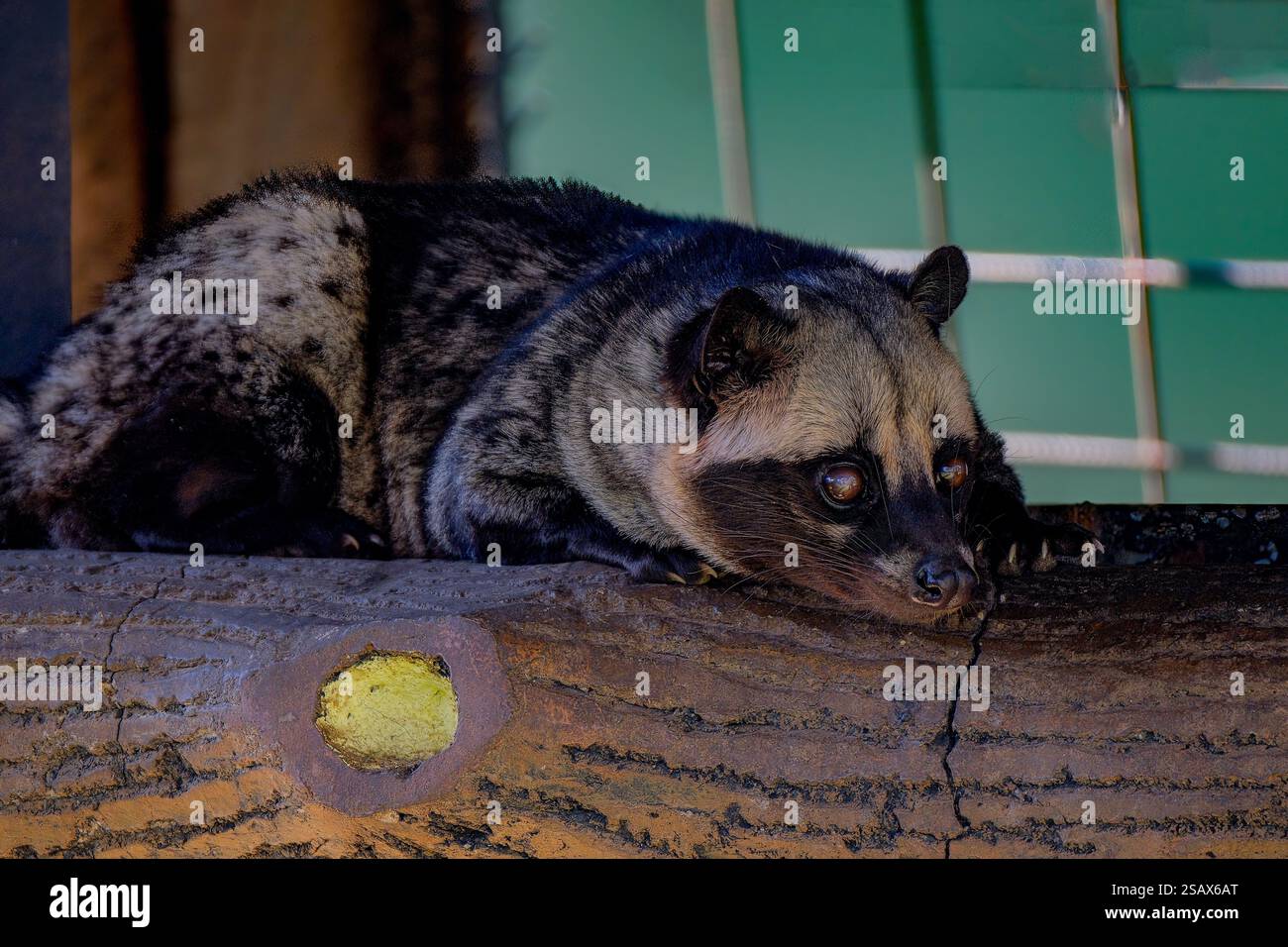 Gros plan de la civiste asiatique de palmier Banque D'Images