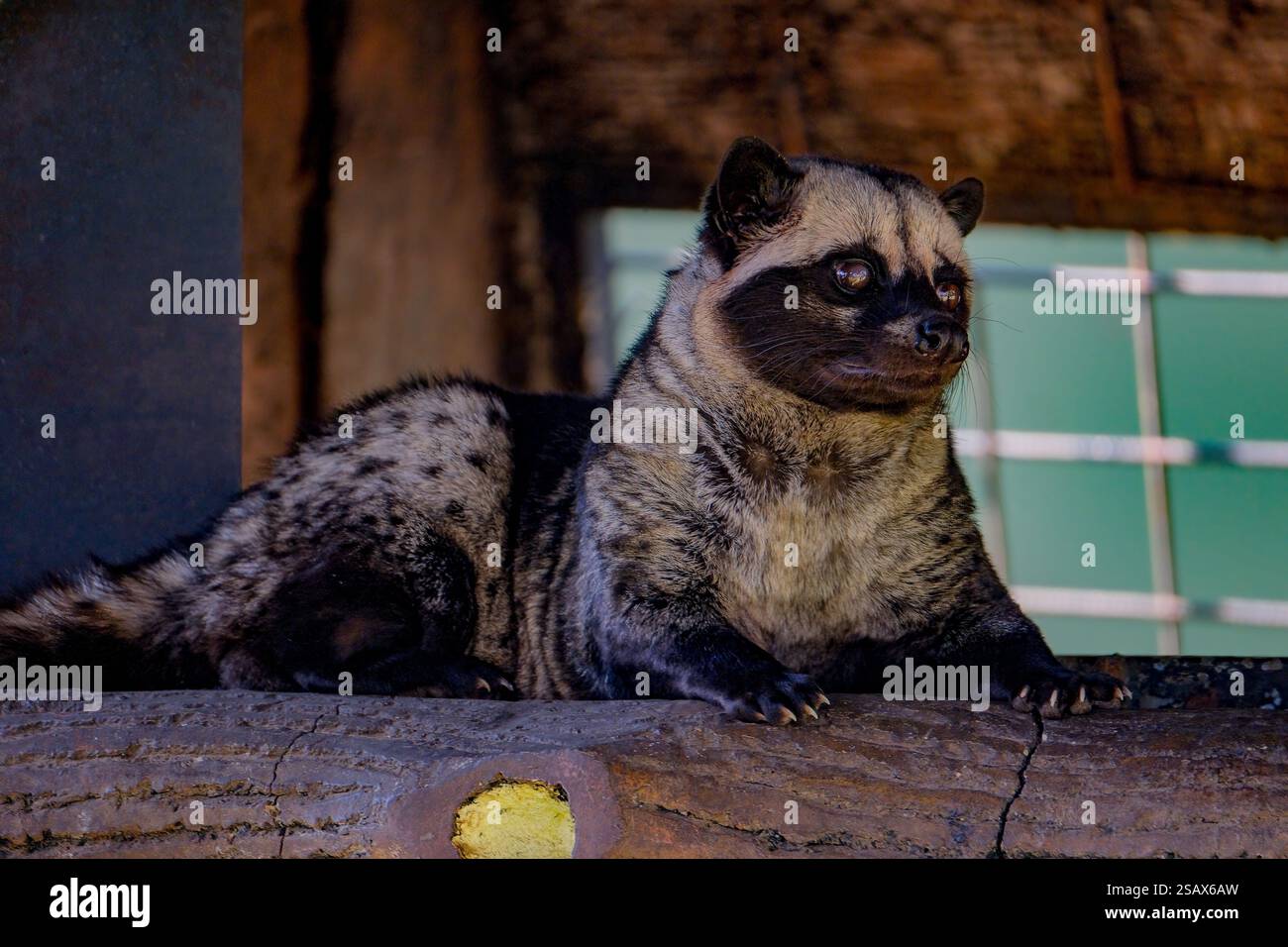 Gros plan de la civiste asiatique de palmier Banque D'Images