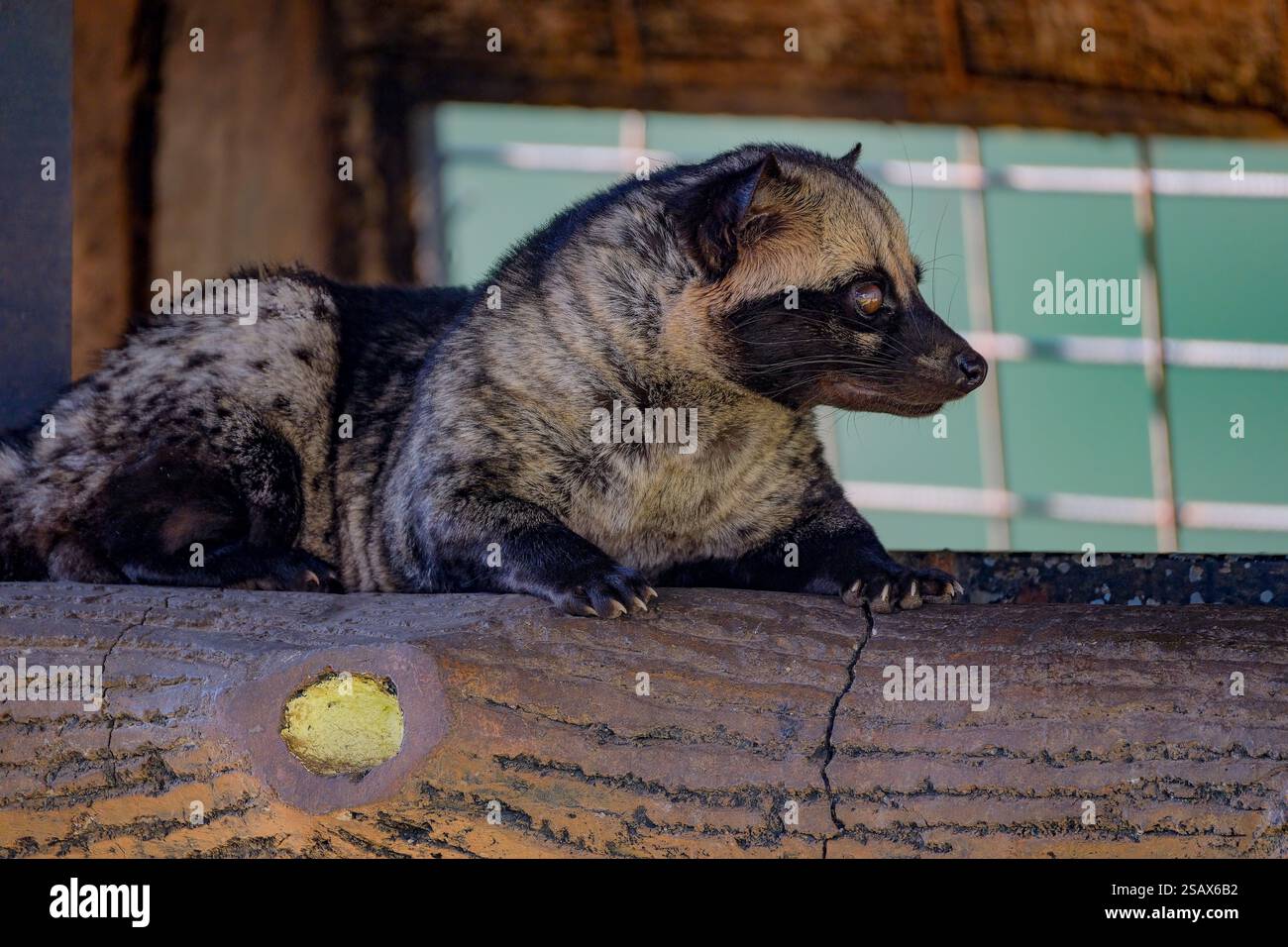 Gros plan de la civiste asiatique de palmier Banque D'Images