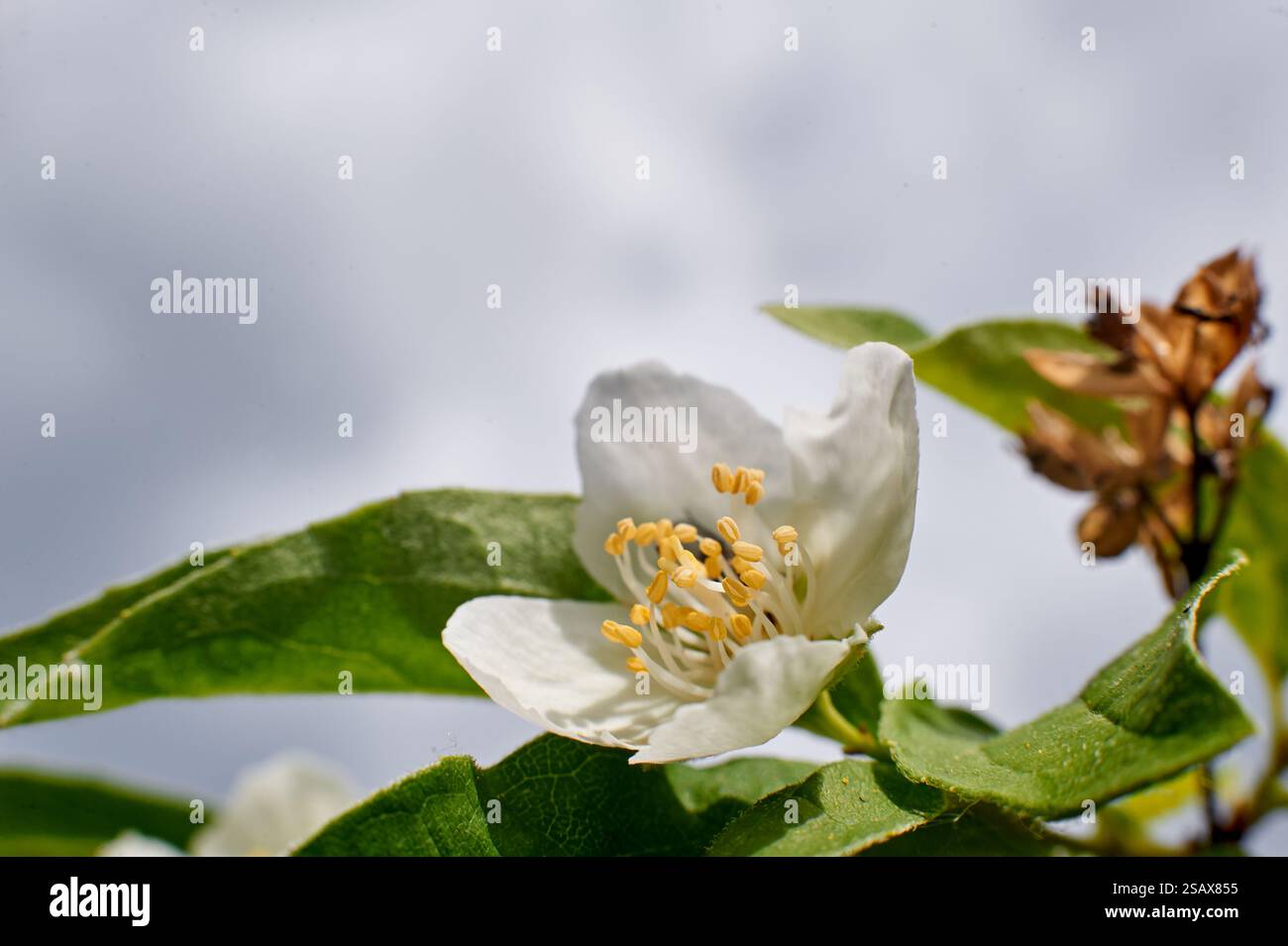 Kolkwitzia amabilis gros plan sur un buisson, été, village Banque D'Images