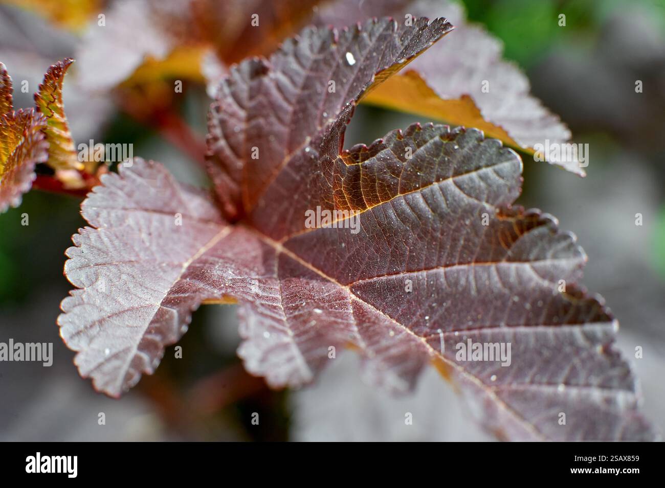 Physocarpus opulifolius Atropurpurea gros plan sur les feuilles, été Banque D'Images