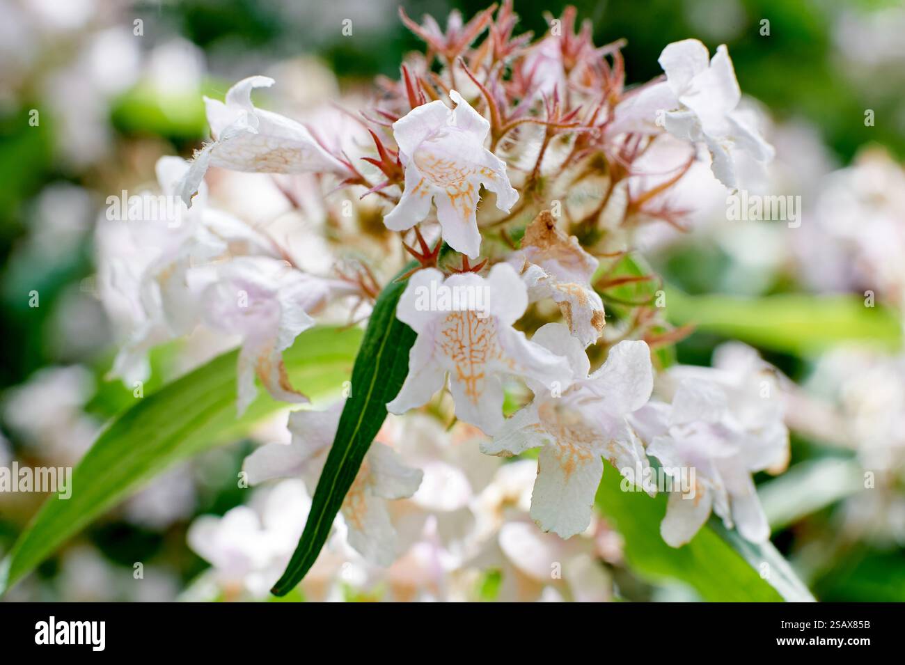 Kolkwitzia amabilis gros plan sur un buisson, été, village Banque D'Images
