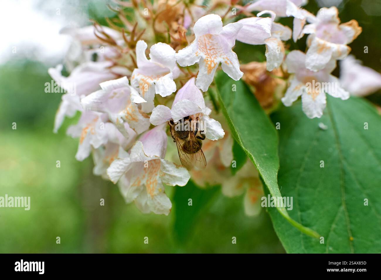 Kolkwitzia amabilis avec une abeille dans un gros plan de fleur sur un buisson Banque D'Images