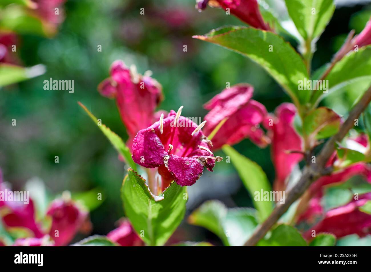 Weigela florida fleur rouge fleurit sur un buisson, l'été Banque D'Images
