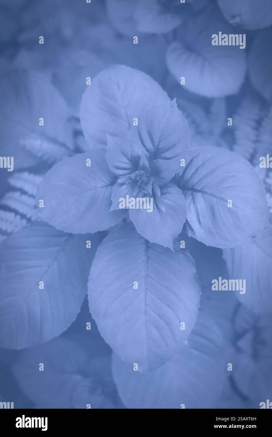 Effet bleu sur une plante Banque D'Images