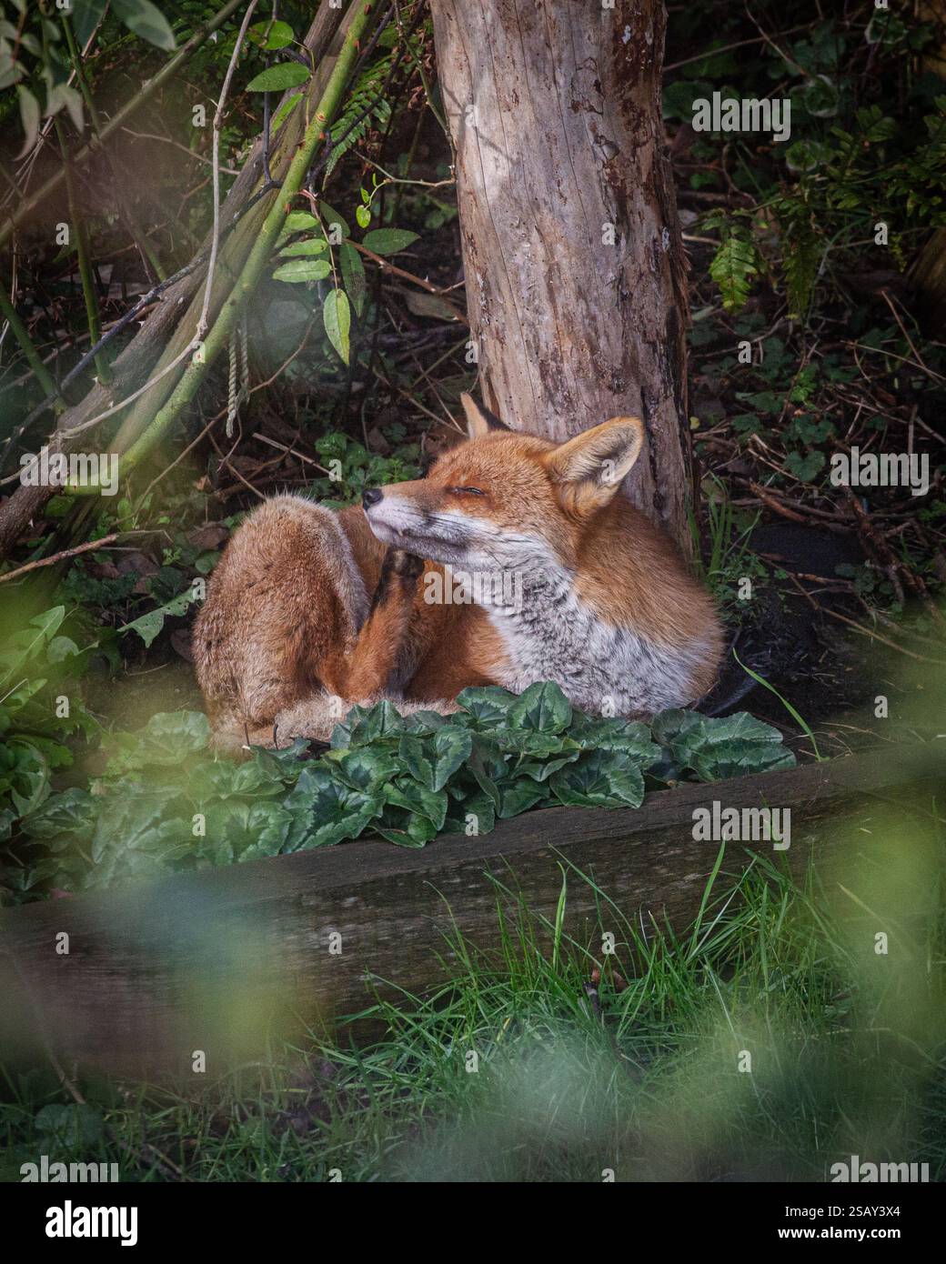 29/01/2025, Walthamstow, East London. Un renard se prélasse du soleil tôt le matin dans le nord-est de Londres après une semaine de temps très instable à travers le Royaume-Uni Banque D'Images