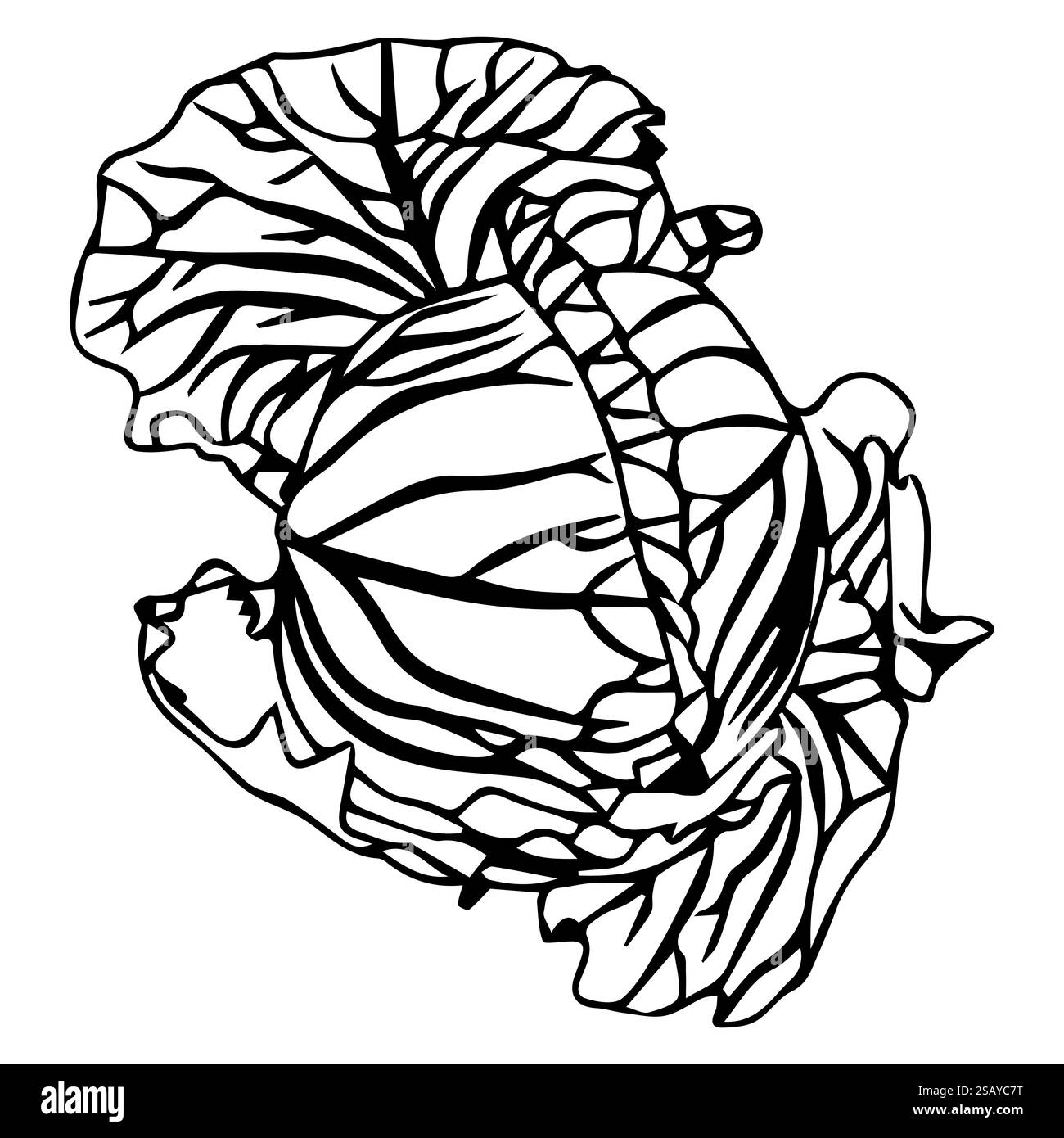 Tête de chou blanc ou choux de Bruxelles, ou laitue iceberg. Légume frais avec des feuilles juteuses dans le style doodle. Illustration vectorielle Illustration de Vecteur