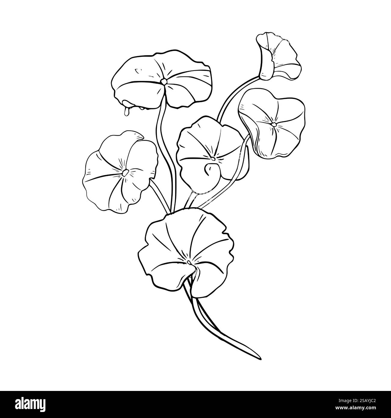 Centella asiatica herbe hydratante illustration vectorielle blanche noire sur blanc. Pennywort indien, gotu kola plante médicinale dessinée à la main contour botanique Illustration de Vecteur