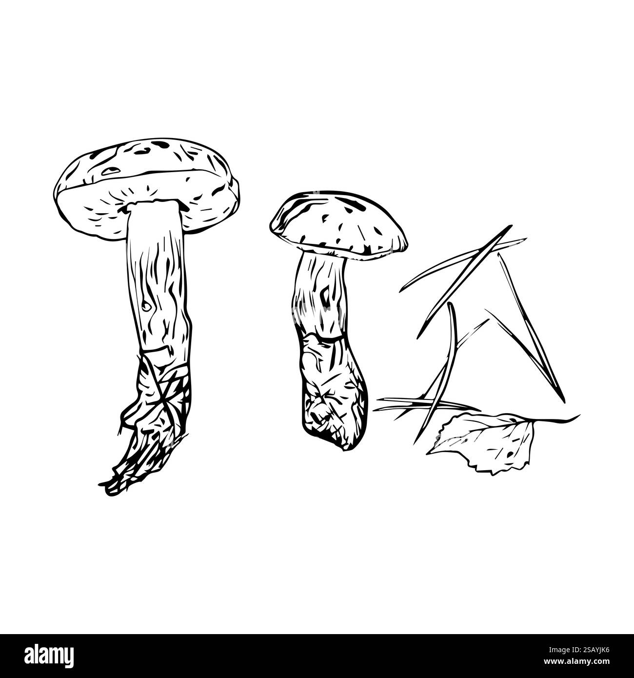 Composition vectorielle des champignons d'automne, des feuilles et des aiguilles de pin, dessinées à la main avec une doublure. Adapté à votre conception Illustration de Vecteur