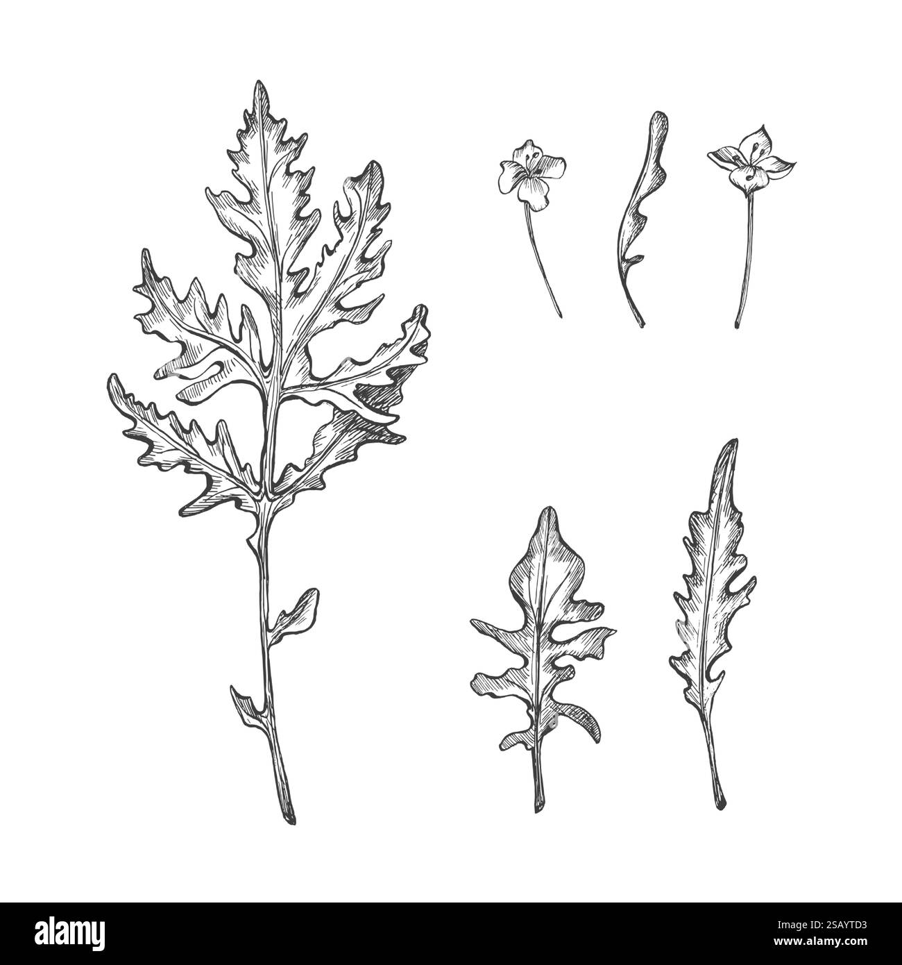 Ensemble de feuilles de roquette et floraison. Illustration graphique. Vecteur. Nourriture végétarienne saine ou épices. Esquisse à l'encre dessinée à la main. Paquet de verdure pour l'image de Illustration de Vecteur