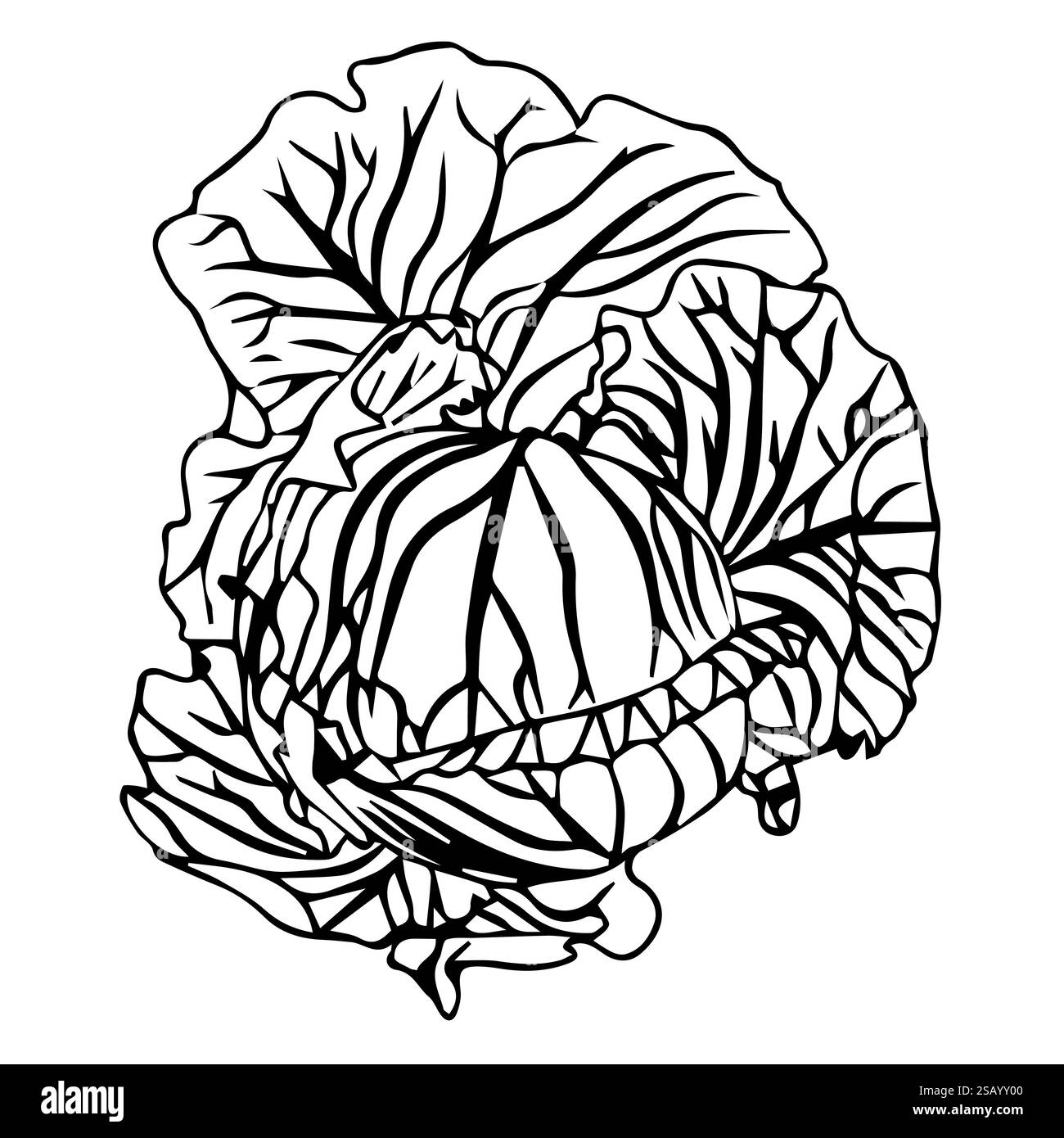 Tête de chou blanc ou choux de Bruxelles, ou laitue iceberg. Légume frais avec des feuilles juteuses dans le style doodle. Illustration vectorielle Illustration de Vecteur