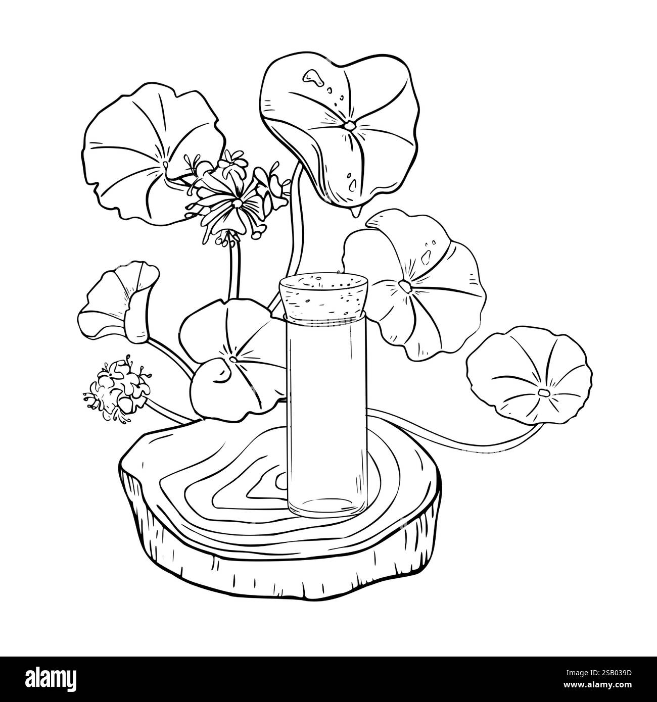 Centella asiatica huiles essentielles sur support en bois noir blanc illustration vectorielle isolée. Pennywort herbe hydratante, gotu kola dessiné à la main monochrome Illustration de Vecteur