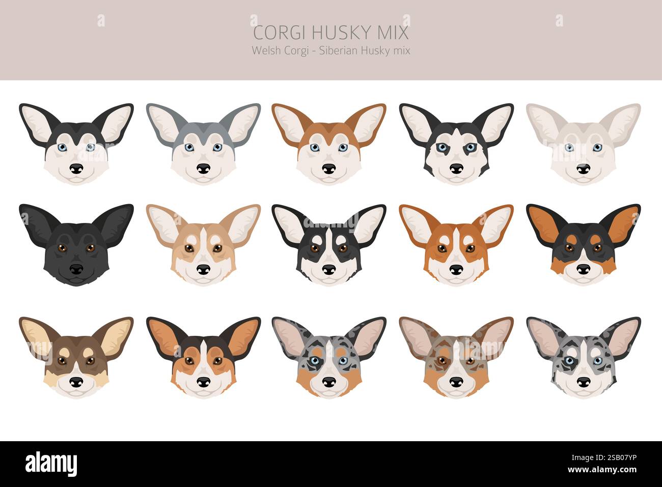 Corgi Husky MIX clipart. Welsh Corgi Siberian Husky mix. Différentes couleurs de manteau. Illustration vectorielle Illustration de Vecteur