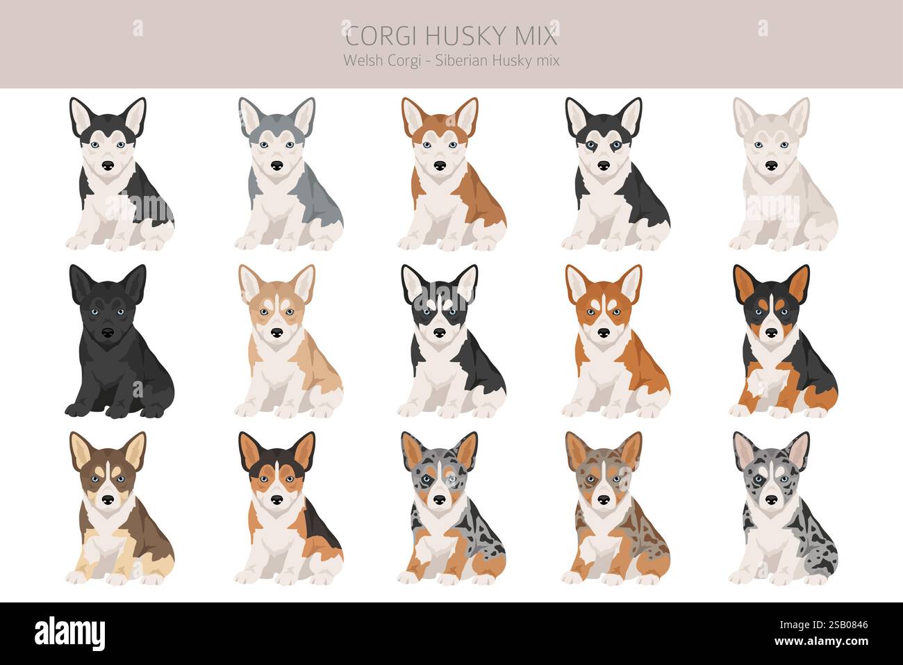Corgi Husky MIX clipart. Welsh Corgi Siberian Husky mix. Différentes couleurs de manteau. Illustration vectorielle Illustration de Vecteur