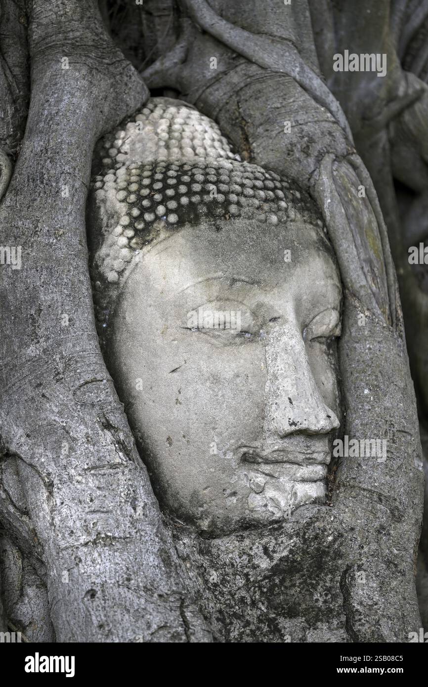Tête de Bouddha en grès au pied d'un arbre de Bodhi à Wat Mahathat, Temple de la Grande et Sainte relique, Ayutthaya, Province d'Ayutthaya, Thaïlande, Asie Banque D'Images