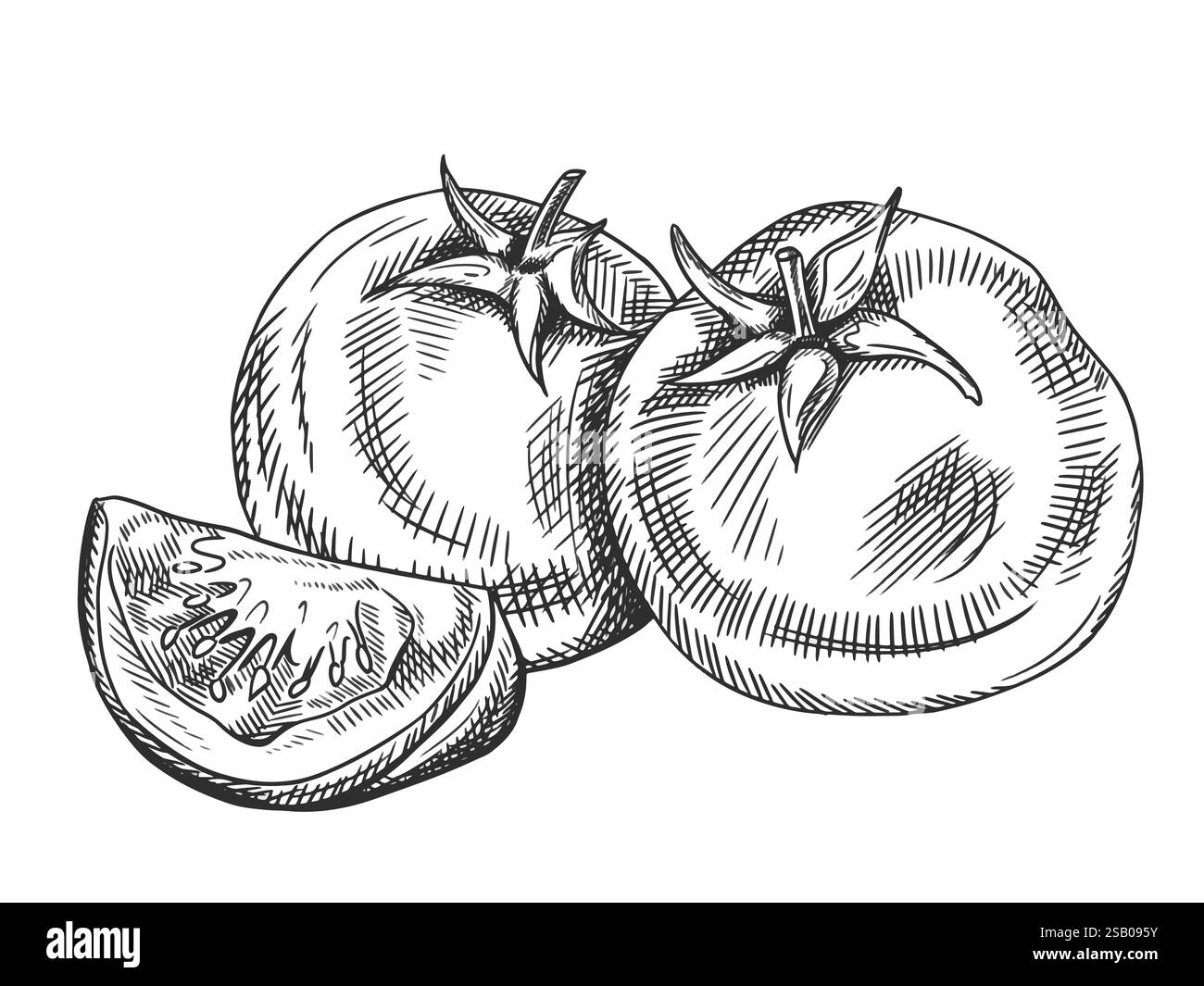 Illustration vectorielle de tomate et tranche. Légumes frais, récolte saine. Ingrédients, produits de l'agriculture biologique. Dessiné à la main dans le style art au trait painte Illustration de Vecteur
