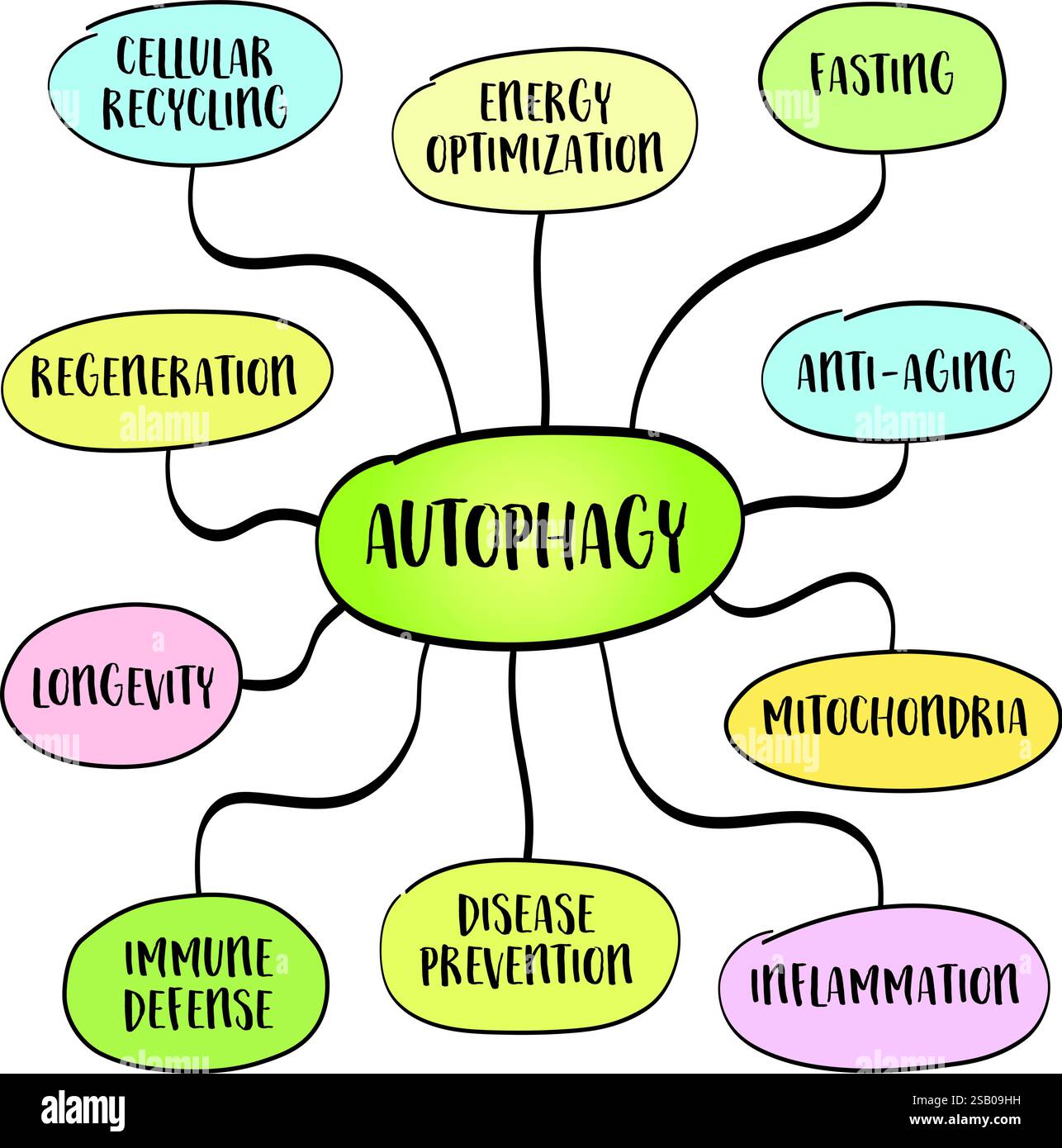 L'autophagie, un processus cellulaire naturel où le corps élimine les composants endommagés ou dysfonctionnels dans les cellules, y compris les organites et les protéines, thro Illustration de Vecteur