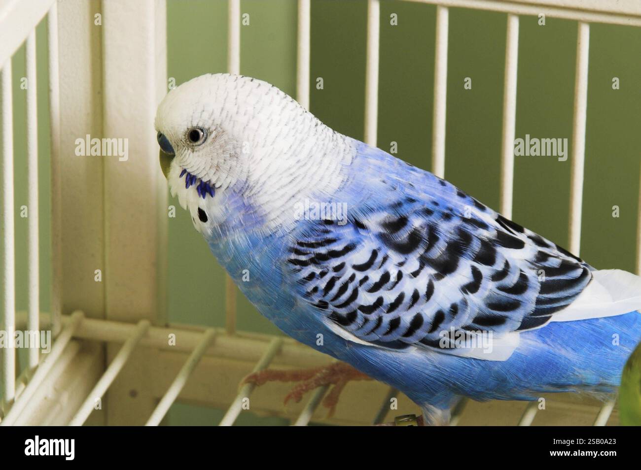 Une petite perruche tropicale colorée et exotique Banque D'Images