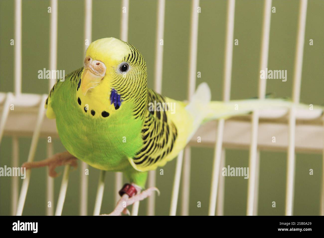 Une perruche tropicale très colorée et exotique Banque D'Images